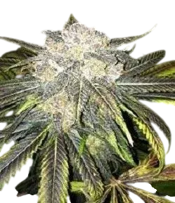 Black Cherry OG
