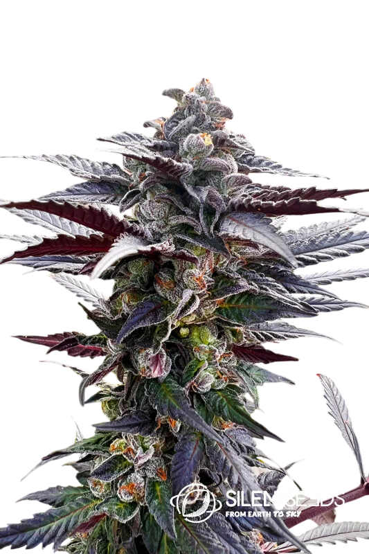 Pink Sunset – Produktansicht
