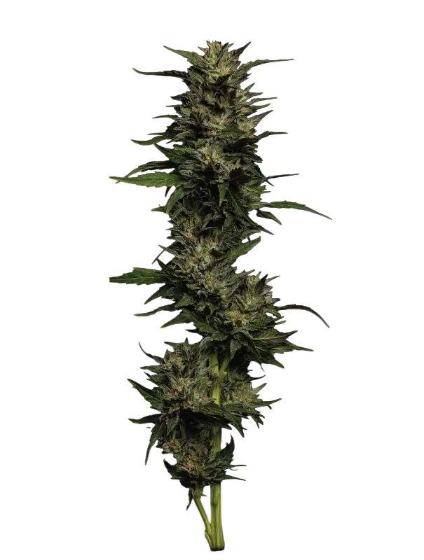 Pistachio | PHOTOFEM | Humboldt Seed Co.