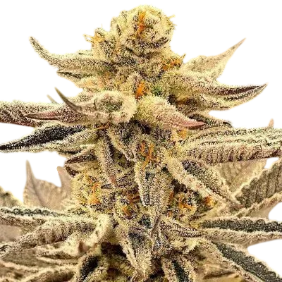 Platinum Dosi | PHOTOFEM | In House Genetics