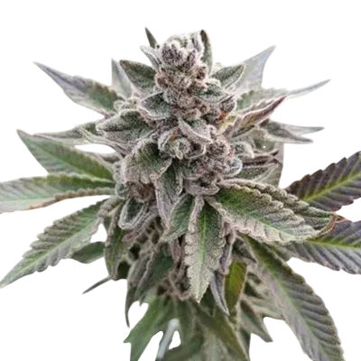 Platinum Garlic | PHOTOFEM | In House Genetics