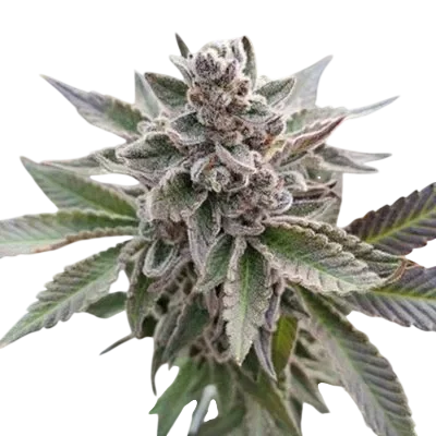 Platinum Garlic | PHOTOFEM | In House Genetics