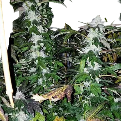 Platinum Gorilla | PHOTOFEM | In House Genetics