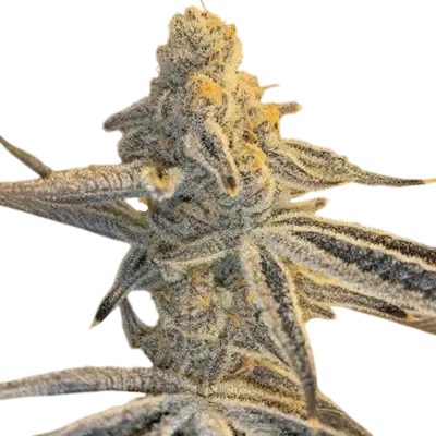 Platinum Jelly