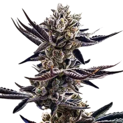 Platinum Kush Breath | PHOTOFEM | In House Genetics