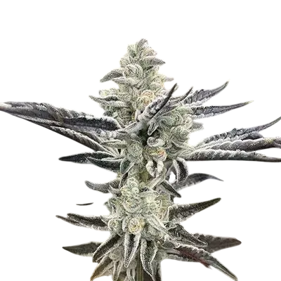 Platinum Kush Breath Remix