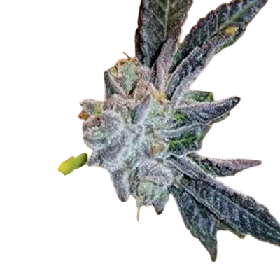 Platinum Purple Candy | PHOTOFEM | In House Genetics