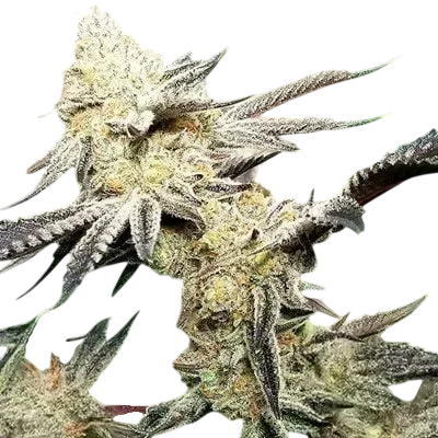 Platinum Scout V2 | PHOTOFEM | In House Genetics
