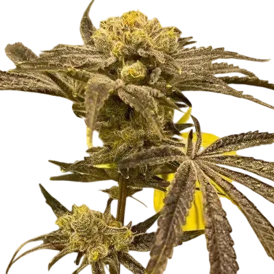 Platinumz | PHOTOFEM | In House Genetics