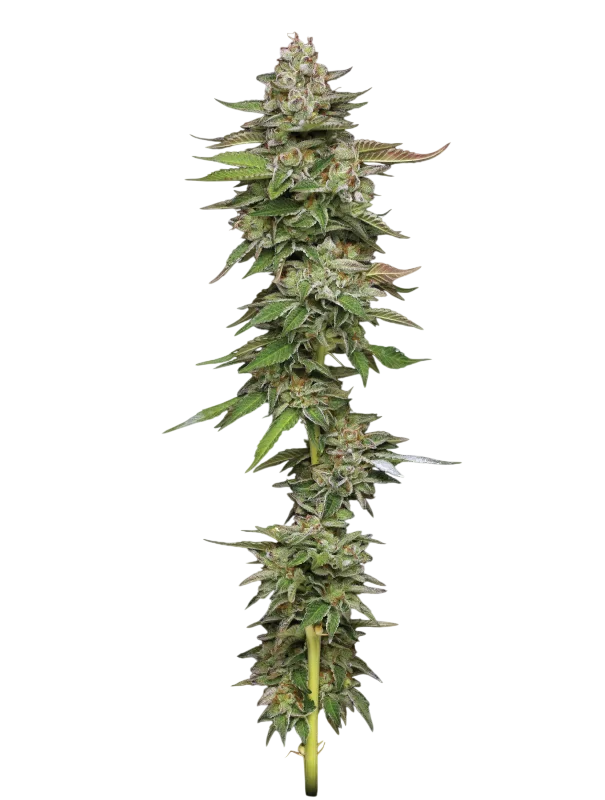 Poddy Mouth | PHOTOFEM | Humboldt Seed Co.