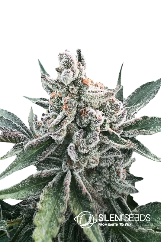 Polar Gelato Auto | AUTOFEM | Silent Seeds