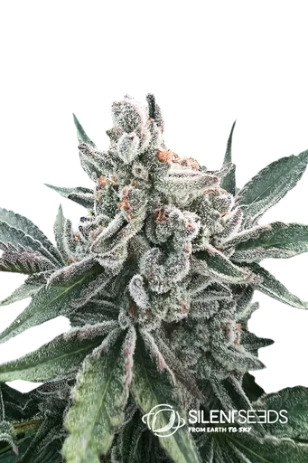 Polar Gelato Auto