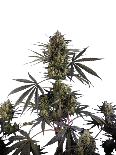 Pound Cake Auto | AUTOFEM | Fast Buds