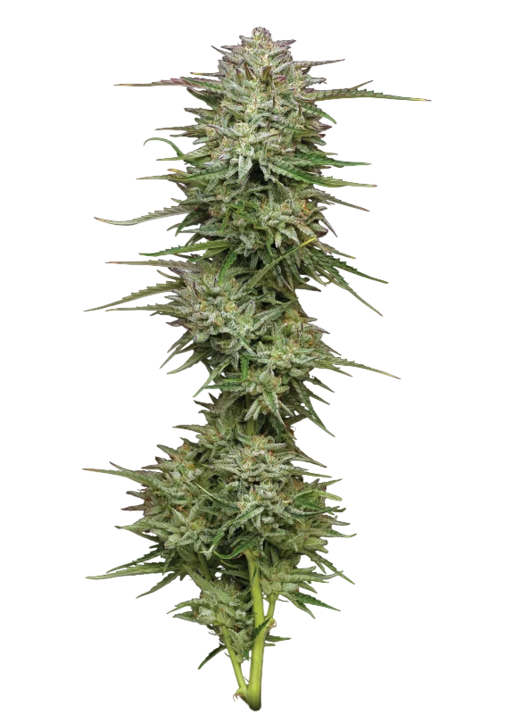 Pound Town Auto | AUTOFEM | Humboldt Seed Co.