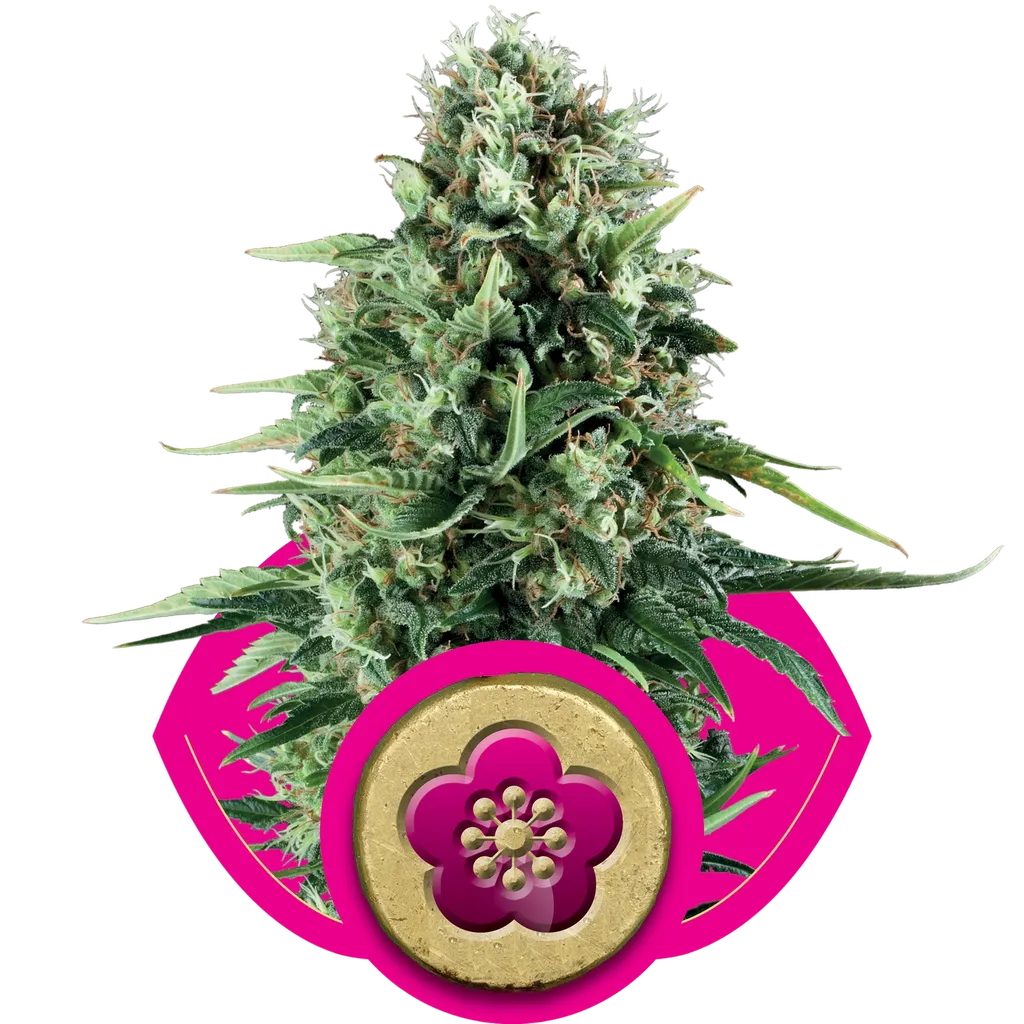 Power Flower | PHOTOFEM | Royal Queen Seeds