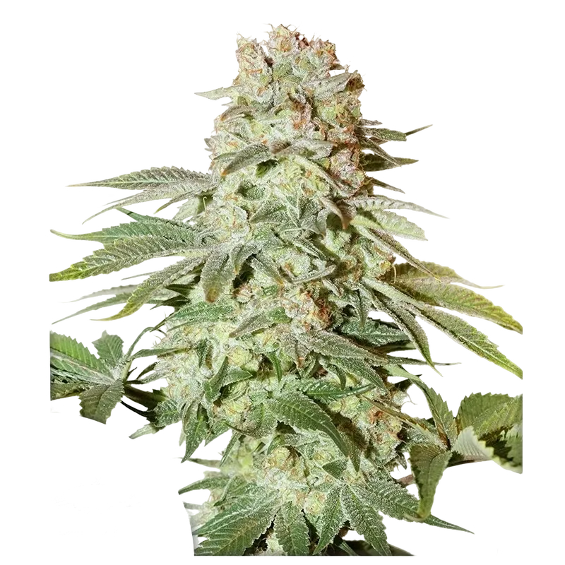 Power Plant Auto | AUTOFEM | Dutch Passion