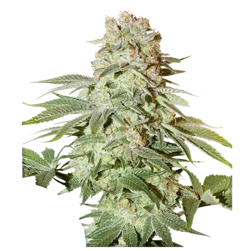 Power Plant Auto