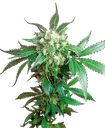 Black Domina | PHOTOREG | Sensi Seeds