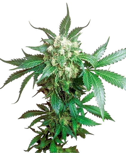Black Domina