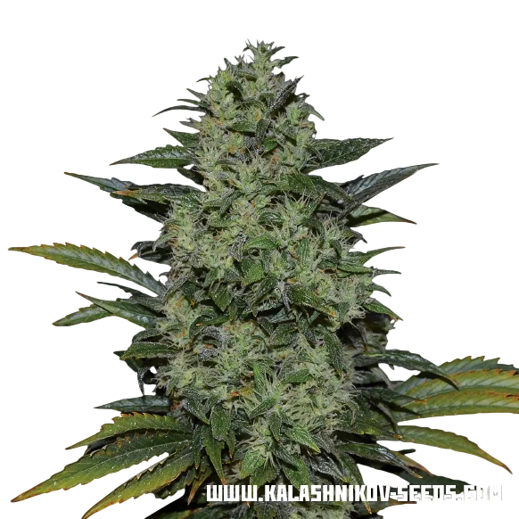 Power Russian | PHOTOFEM | Kalashnikov Seeds