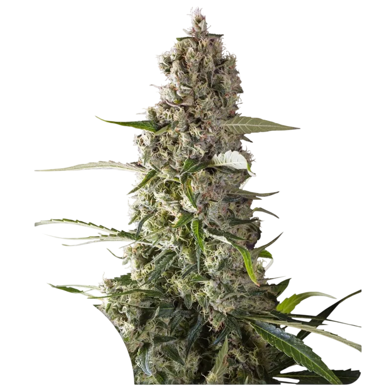 Prima Holandica | PHOTOREG | Super Sativa Seed Club
