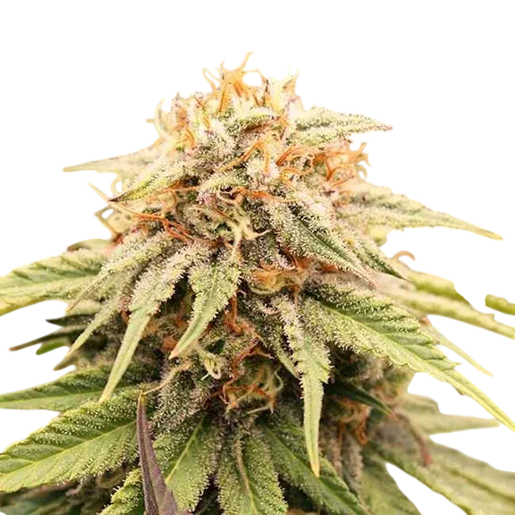 PriZmatic | PHOTOFEM | Humboldt Seed Org.