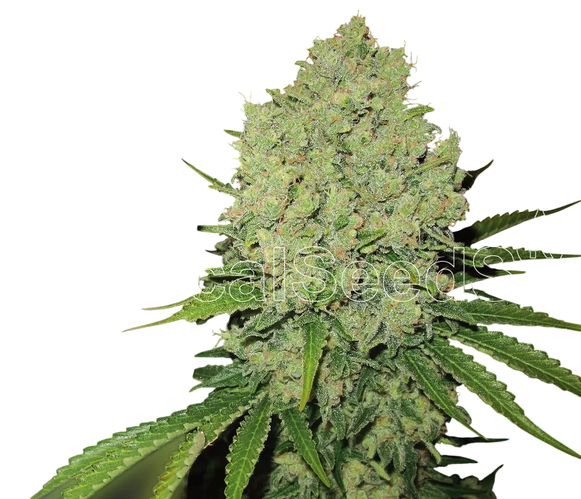 Prozack | PHOTOFEM | Medical Seeds