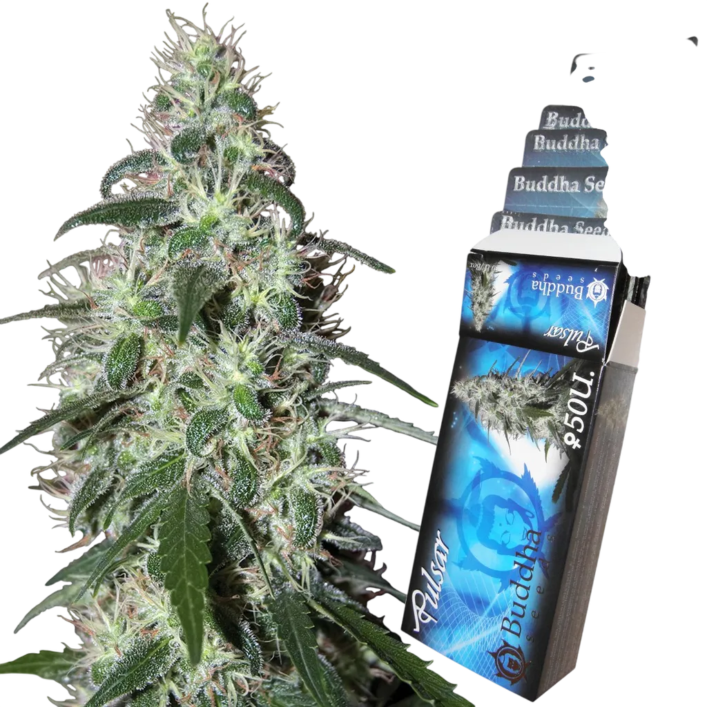 Pulsar | PHOTOFEM | Buddha Seeds