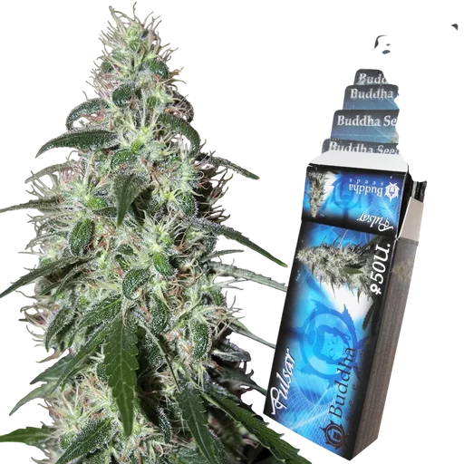 Pulsar