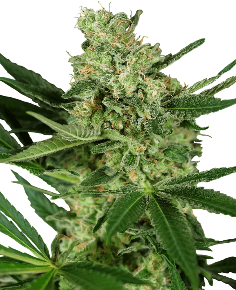 Pumpkin Spice | PHOTOFEM | Sensi Seeds