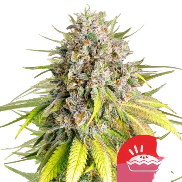 Punch Pie | PHOTOFEM | Royal Queen Seeds