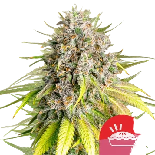Punch Pie