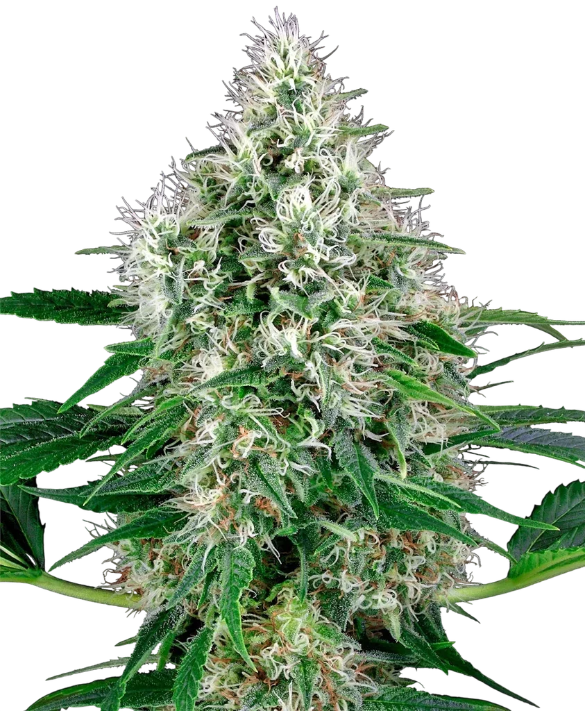 Pure Power Plant Auto | AUTOFEM | White Label Seed Company