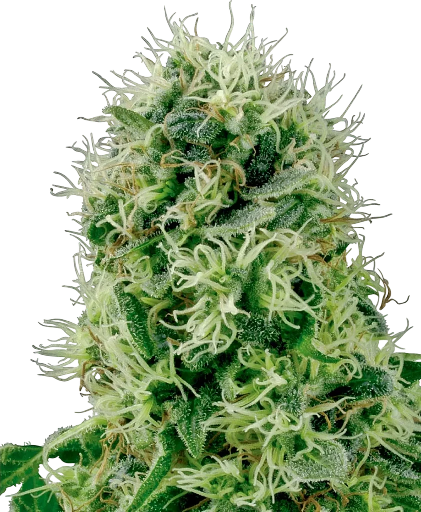 Pure Power Plant | PHOTOFEM | White Label Seed Company
