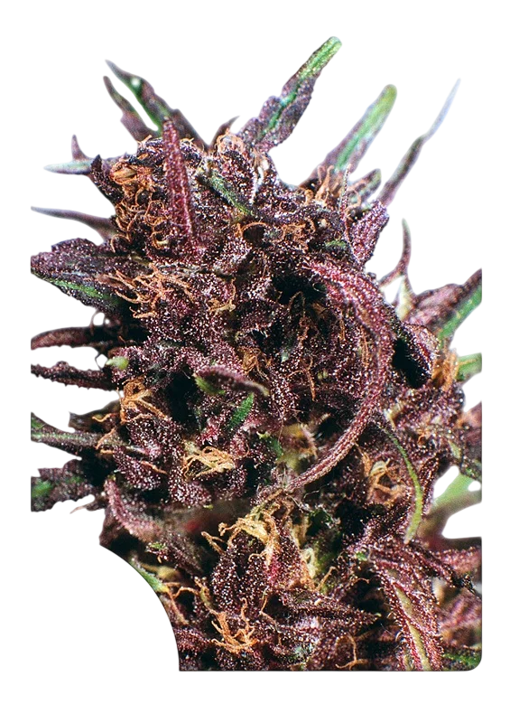 Purple #1 | PHOTOFEM | Dutch Passion