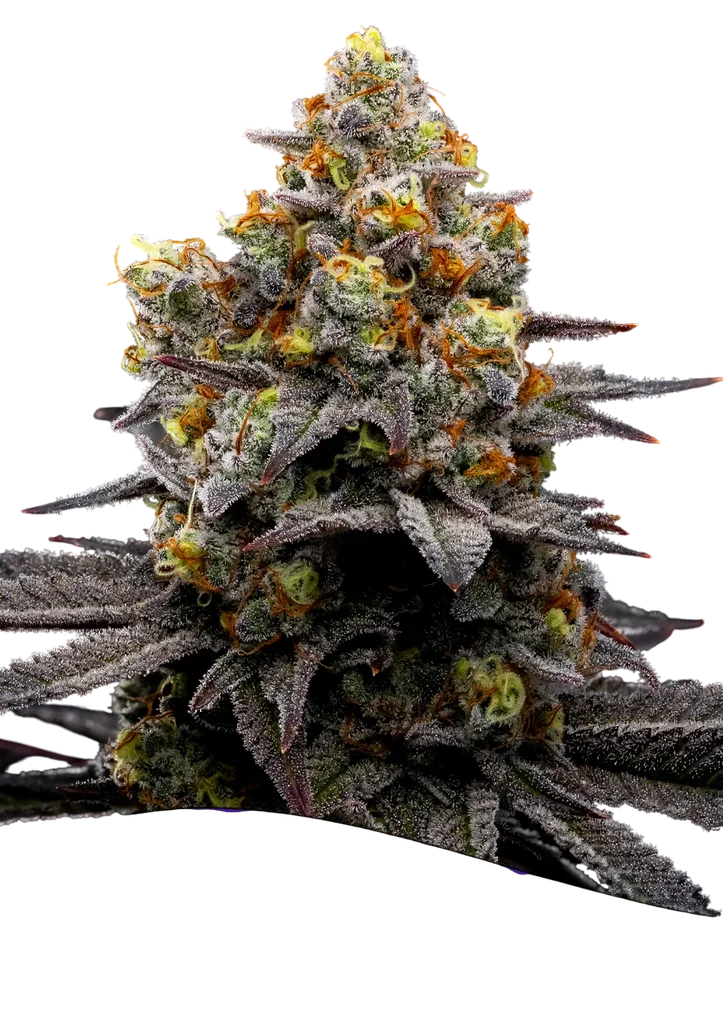 Purple Boost Highness | PHOTOFEM | Anesia Seeds