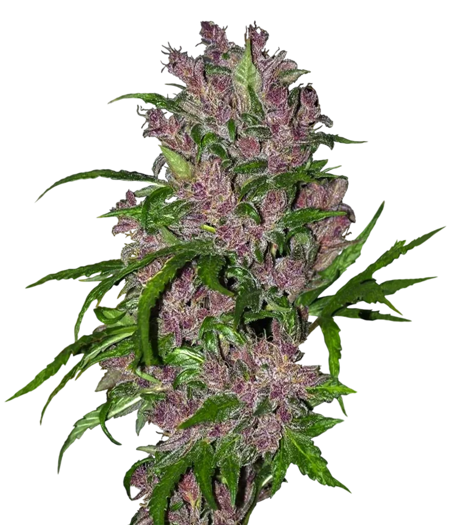 Purple Bud Auto | AUTOFEM | White Label Seed Company