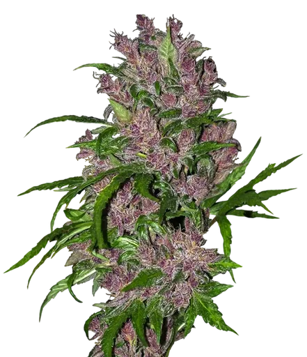 Purple Bud Auto