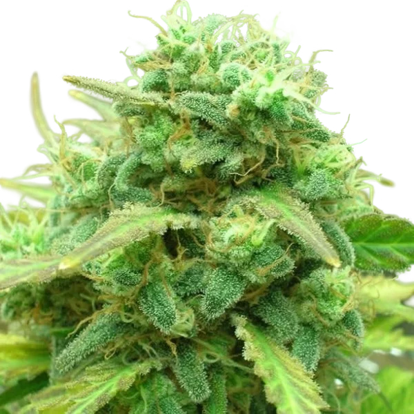Black Jack | PHOTOFEM | Nirvana Seeds