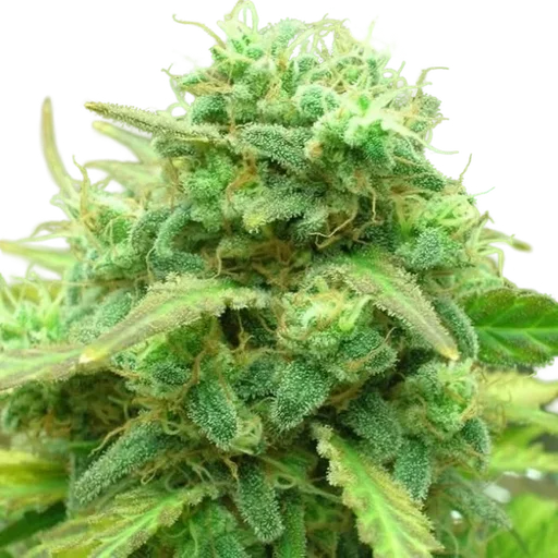 Black Jack