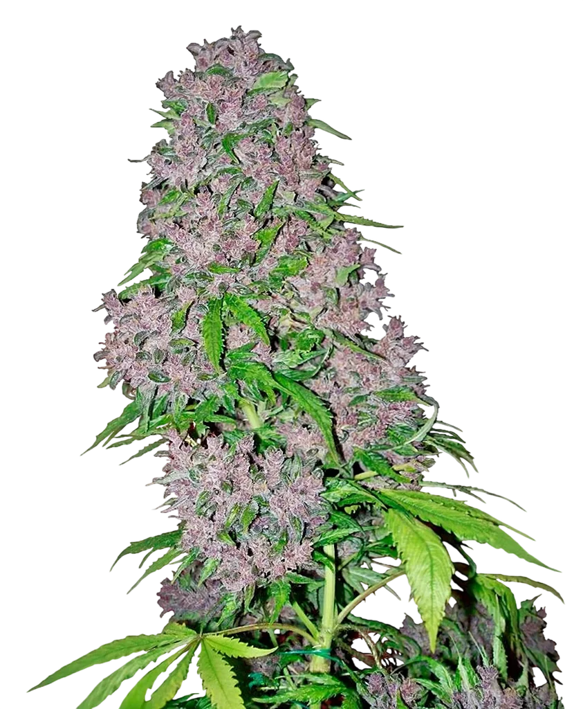 Purple Bud | PHOTOFEM | White Label Seed Company