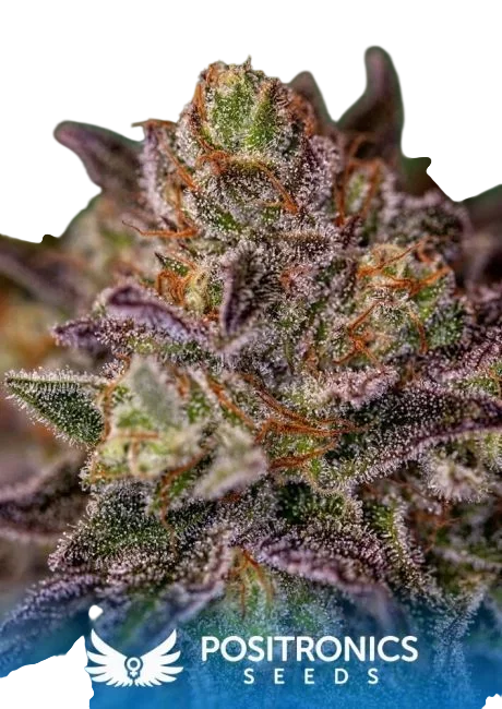 Purple Cherry | PHOTOFEM | Positronic Seeds
