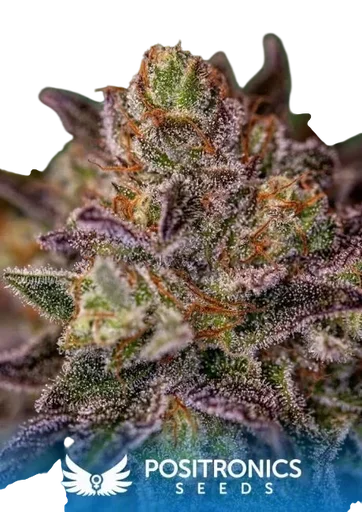 Purple Cherry