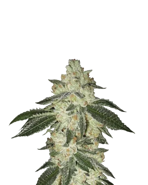 Black Jack Auto | AUTOFEM | Nirvana Seeds