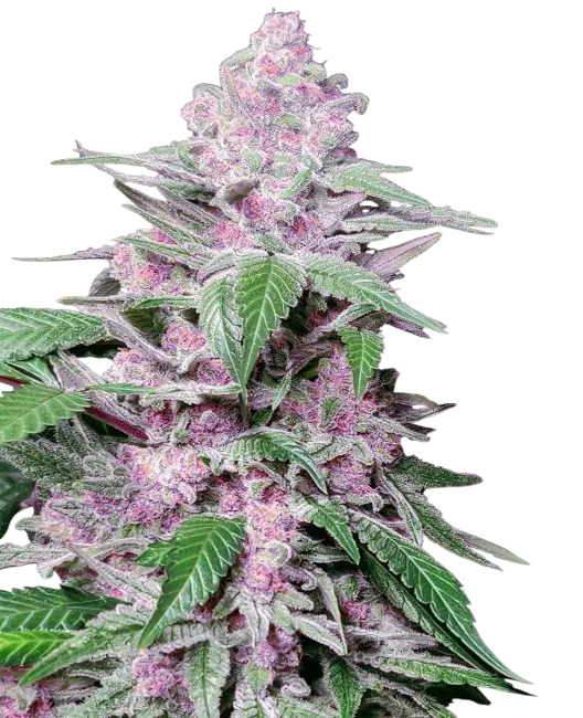 Purple Cookie Kush | PHOTOFEM | Sensi Seeds Research