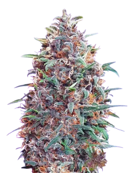 Purple Diesel Auto | AUTOFEM | Advanced Seeds