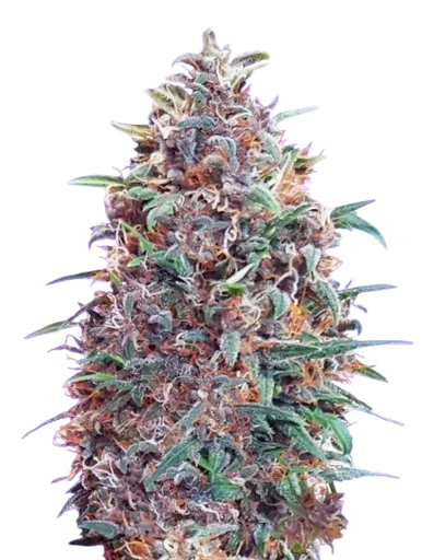 Purple Diesel Auto