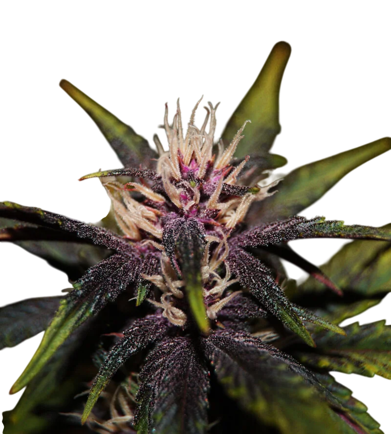 Purplediol CBD Auto | AUTOFEM | Elite Seeds