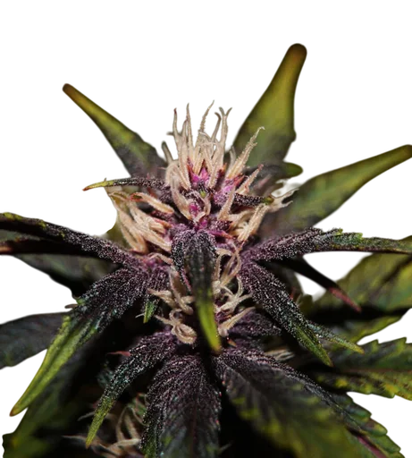 Purplediol CBD Auto