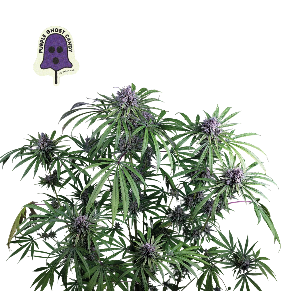 Purple Ghost Candy | PHOTOFEM | Seedsman